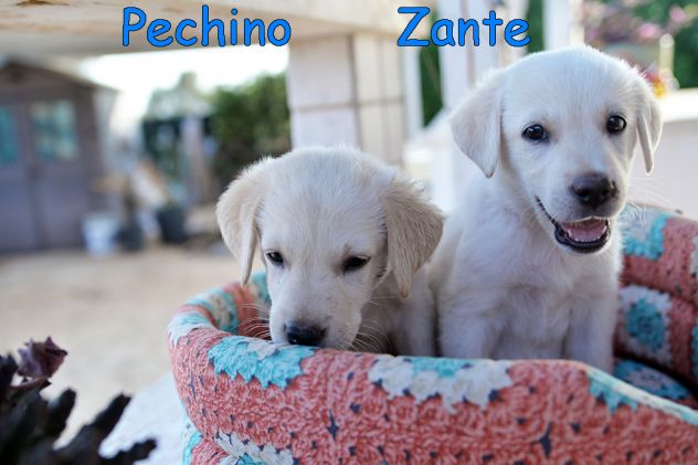 Quattro cuccioli incrocio labrador in adozione - Foto 4