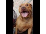 EMMER UNA NUOVA VITA, CANE IN ADOZIONE