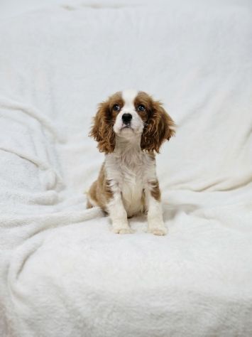 Cuccioli di Cavalier King