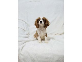 Cuccioli di Cavalier King