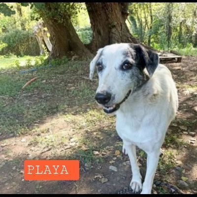 PLAYA, docile e pacata, un destino da cambiare,  cagnolina in adozione - Foto 5