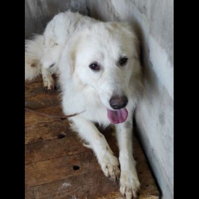 MATISSE, avvilito dal canile. CANE IN ADOZIONE - Foto 5