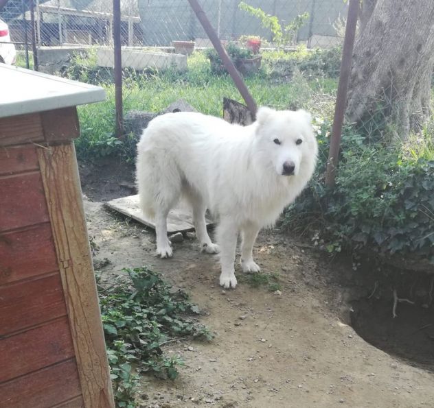 BLANCO E ZEUS, dolcissimi cani - Foto 6