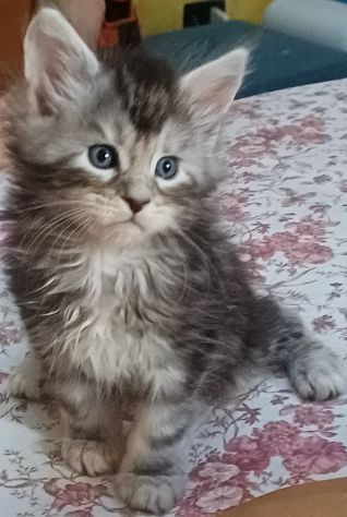 Maine coon cuccioli bellissimi - Foto 5