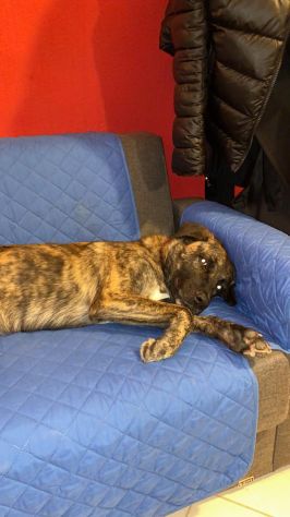 Marvin bellissimo cagnolone tigrato - Foto 2