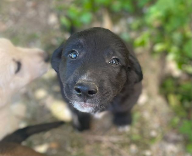 Brunello cucciolo - Foto 3