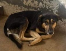 ZAPATA RASSEGNATO ALLA FORZATA R3CLUSIONE, CANE IN ADOZIONE