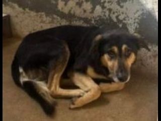 ZAPATA RASSEGNATO ALLA FORZATA R3CLUSIONE, CANE IN ADOZIONE