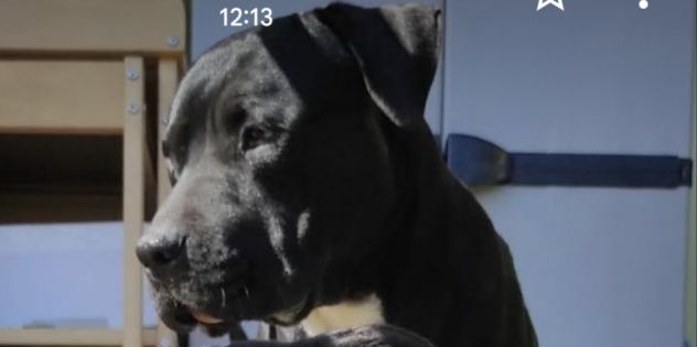 Simil amstaff