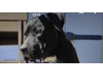 Simil amstaff