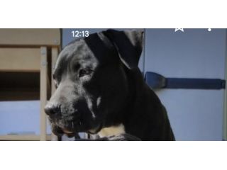 Simil amstaff