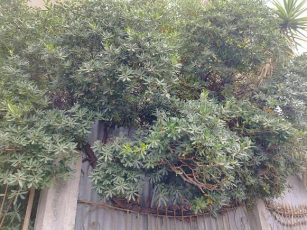 Immobile in asta di 1482 m² in vendita a Sant'Alessio Siculo - Foto 17