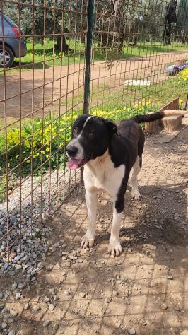 Mix Pitbull maschio 12mesi SOS CASA COSENZA - Foto 4