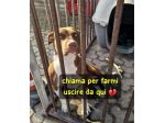SASHA CUCCIOLA AMSTAFF 10 MESI CESSIONE DI PROPRIETA’