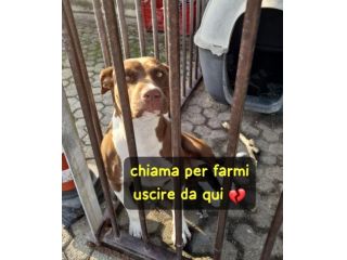 SASHA CUCCIOLA AMSTAFF 10 MESI CESSIONE DI PROPRIETA’
