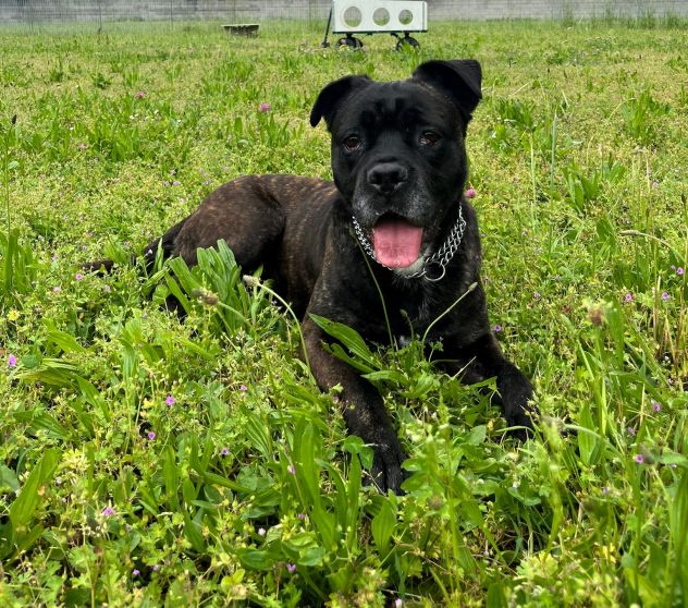 CHERRY BELLISSIMA BOXER - Foto 8