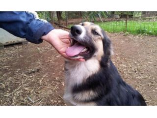 SISSY, stupenda cucciola speciale
