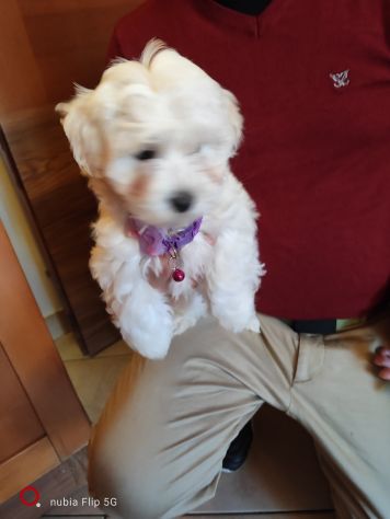 Maltese cucciola - Foto 2