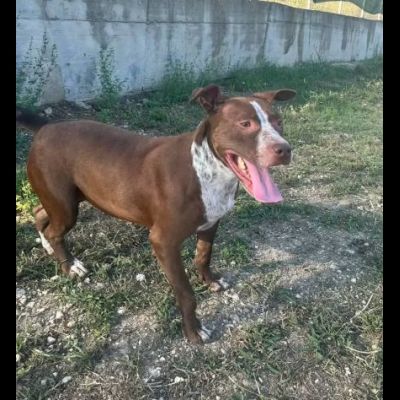 ZOE NON CE LA FA' PIÙ CANE IN ADOZIONE - Foto 7