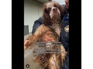BRENDON tg medio piccola cane in adozione