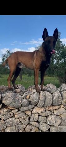 Pastore Belga Malinois cuccioli con pedigree - Foto 2
