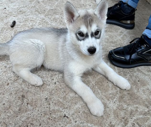 Cuccioli maschietti di Siberian Husky - Foto 6