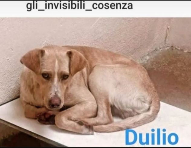 Duilio 4/5anni GLI INVISIBILI DI COSENZA. SOS