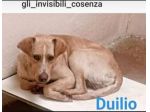 Duilio 4/5anni GLI INVISIBILI DI COSENZA. SOS