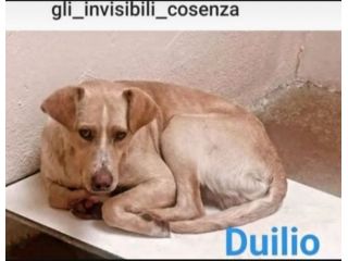 Duilio 4/5anni GLI INVISIBILI DI COSENZA. SOS