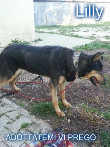 LILLY, adozione del cuore - Foto 4