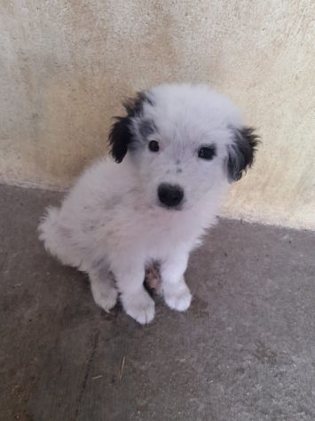 CUCCIOLI 2 MESI TAGLIA MEDIA IN CANILE - Foto 10