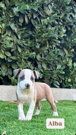 Cuccioli Amstaff - Foto 9