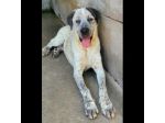 JAGO GIOCHERELLONE ED ALLEGRO CANE IN ADOZIONE