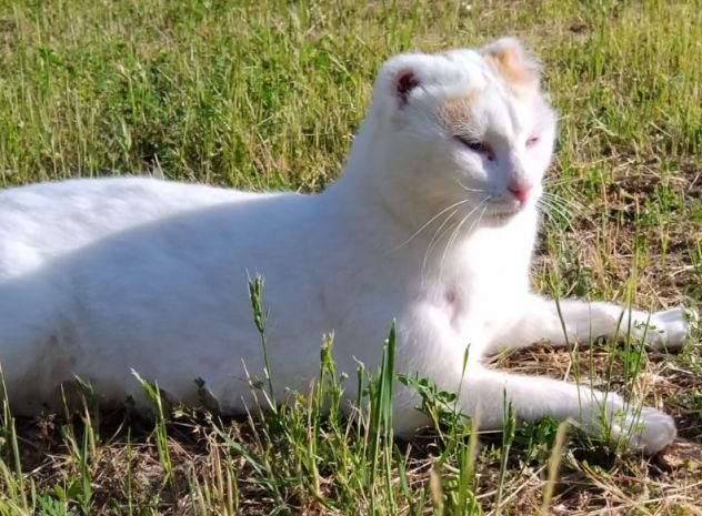UBER, micione FIV+ - Foto 4