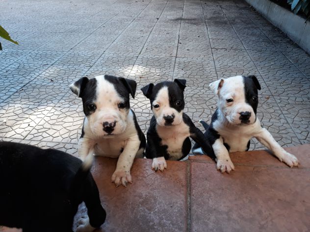 American Staffordshire e Pit Bull Terrier - Foto 6