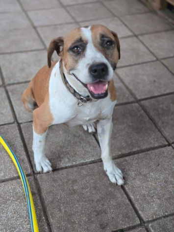 MALAWI, ADORABILE CAGNOLINA IN ADOZIONE - Foto 6
