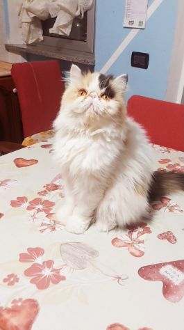Femmina di Persiano - Foto 4