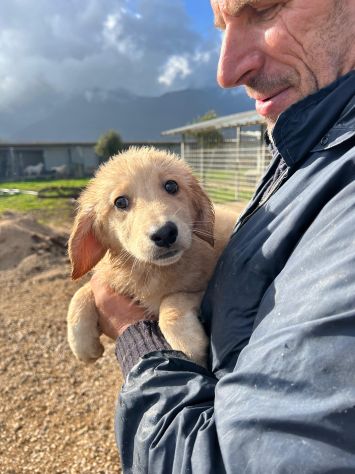 Dolce cucciolo cerca casa - Foto 7