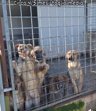 CUCCIOLI IN ADOZIONE - Foto 9