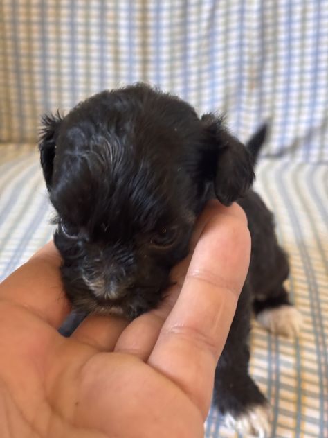Cuccioli di cane Shihpoo - Foto 3