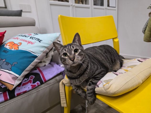 GATTTI E GATTINI AMOREVOLI - Foto 6