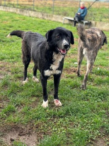 BENNY , UNA PICCOLA TENEREZZA, CANE IN ADOZIONE TG MEDIO CONTENUTA - Foto 10