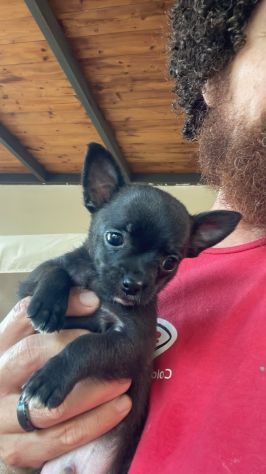 Cuccioli di Chihuahua 🐶 - Foto 3
