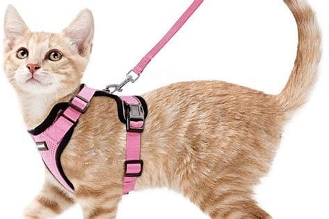 ACCESSORI X CANI E GATII - E TOLETTATURA A MILANO CENTRO - Foto 3