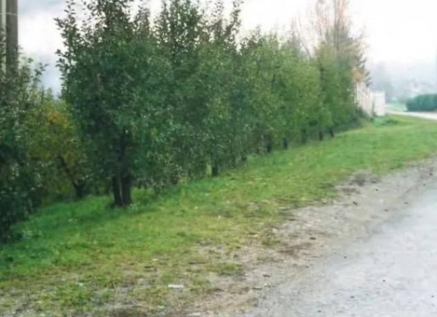 Immobile in asta di 4292 m² in vendita a Teglio - Foto 3