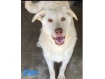 ZIGO E ZIZZANIA  CANI IN ADOZIONE taglia media