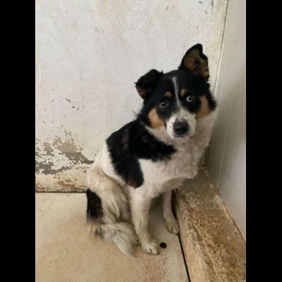 FLO CAGNOLINA IN ADOZIONE - Foto 6