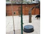 Happy's Family Pensione per cani&gatti e allevamento