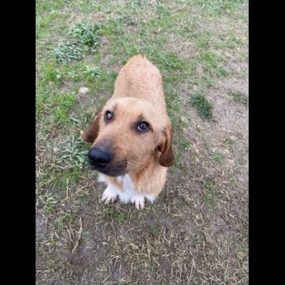 CHESTER SIMIL SPINOCINO CANE IN ADOZIONE TG MEDIO CONTENUTA - Foto 6