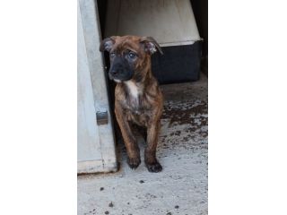 Mira, cucciola tigrata in canile